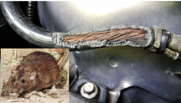 Plaga de ratas y roedores en Saltillo 